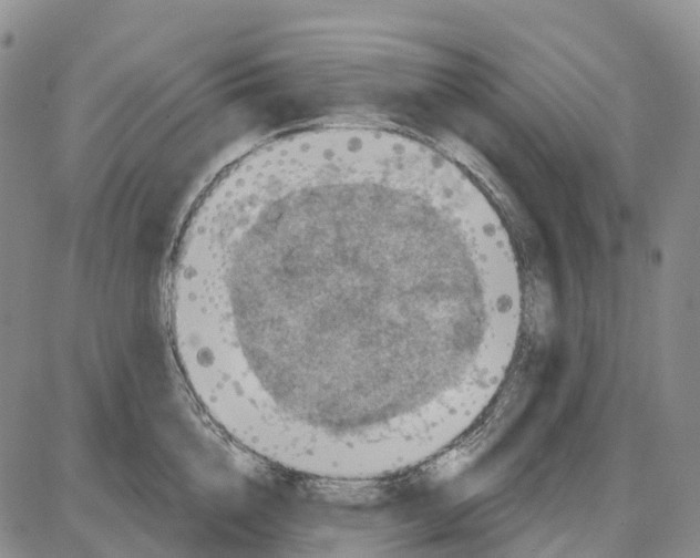 X0000085080856200704021435