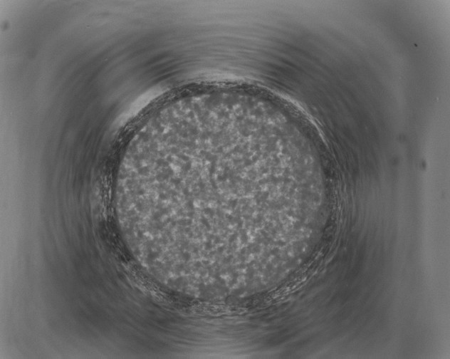 X0000085080871200704021434