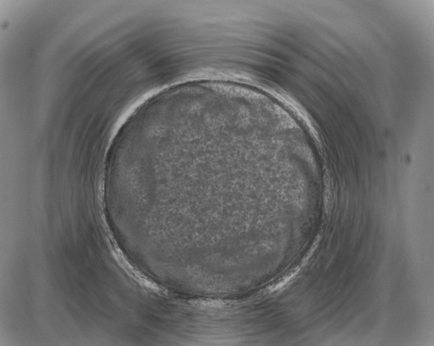 X0000085080896200704021434