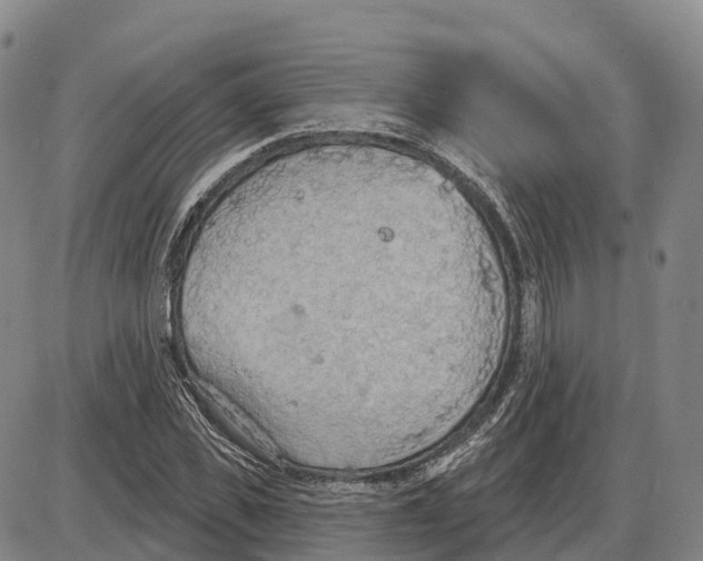 X0000085080925200704021433