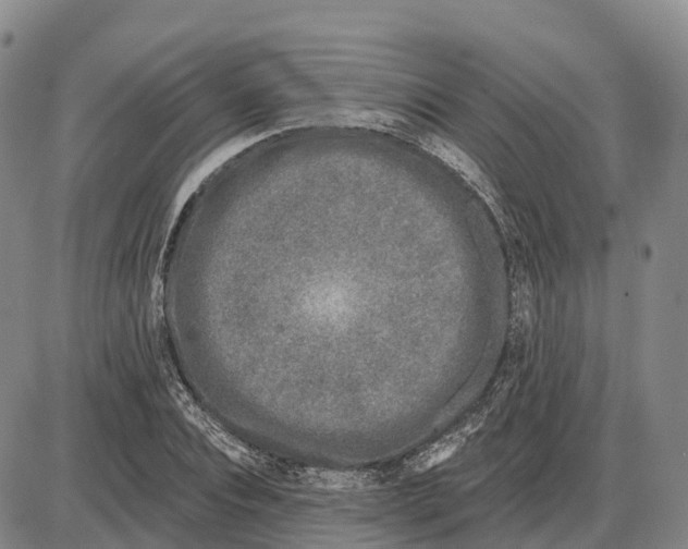 X0000085080928200704021433