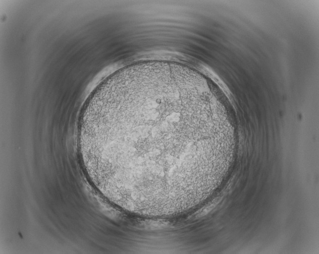 X0000085080994200704021432