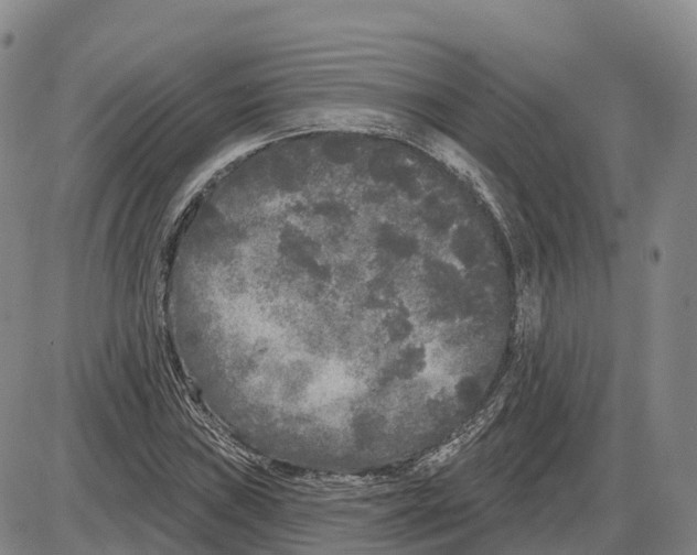 X0000085081019200704021431