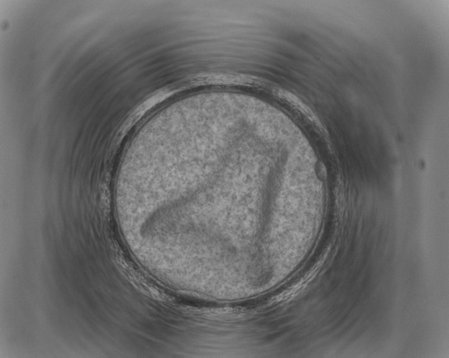 X0000085081025200704021431