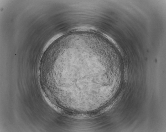 X0000085081042200704021431