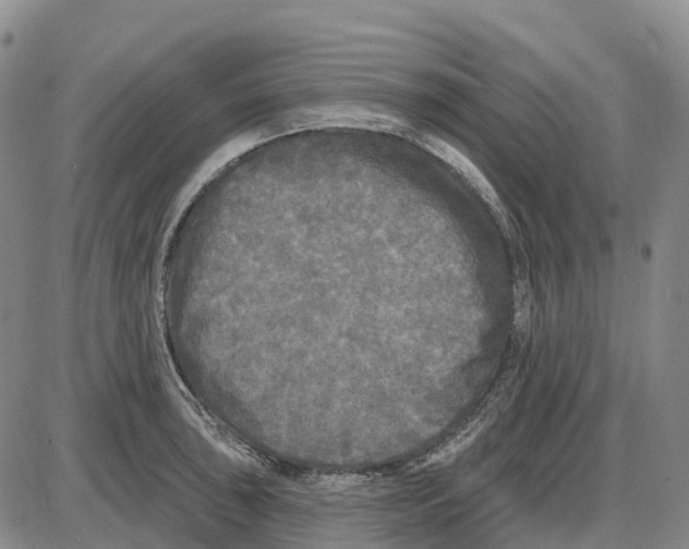 X0000085081043200704021431