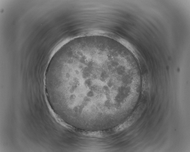 X0000085081047200704021431