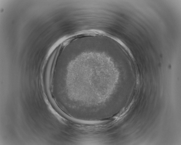 X0000085081054200704021432