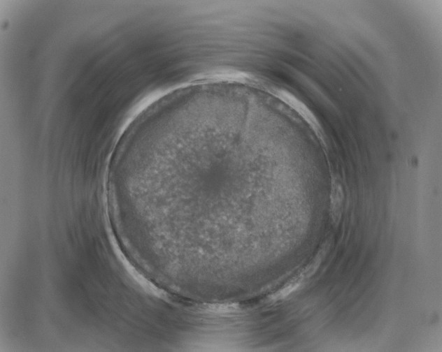 X0000085081055200704021432