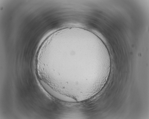 X0000085081056200704021432