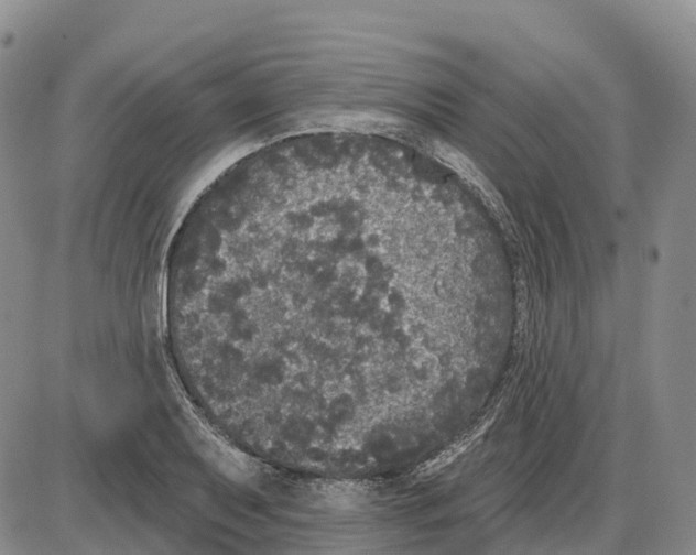 X0000085081079200704021430