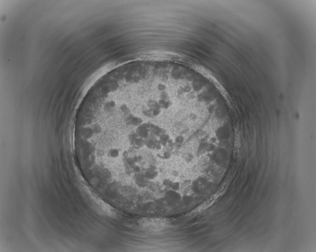 X0000085081083200704021430