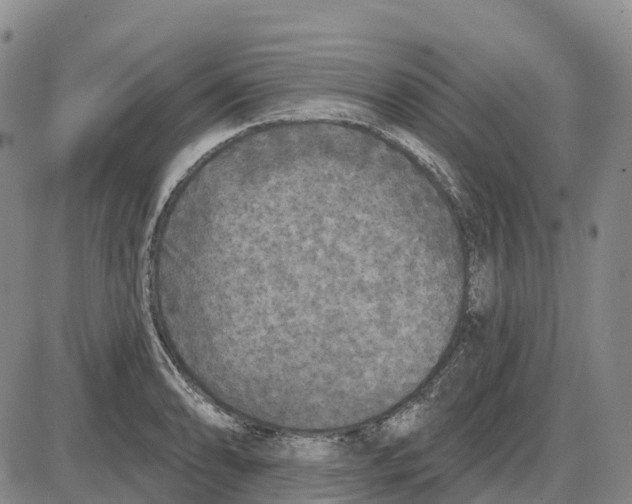 X0000085081086200704021430