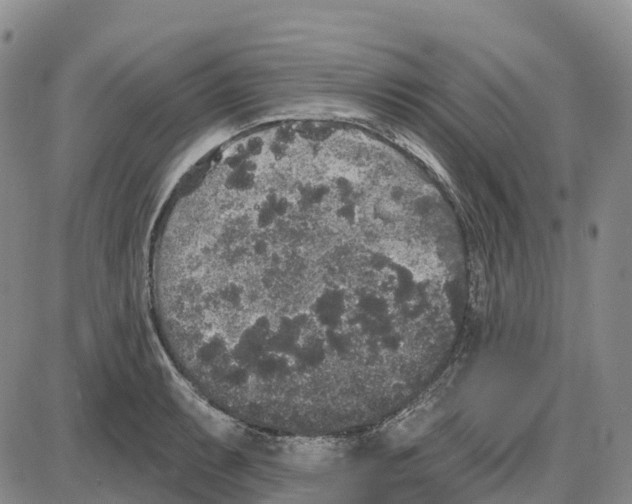 X0000085081087200704021430