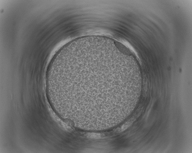 X0000085081088200704021430