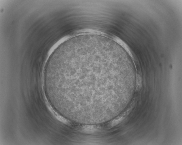 X0000085081098200704021430