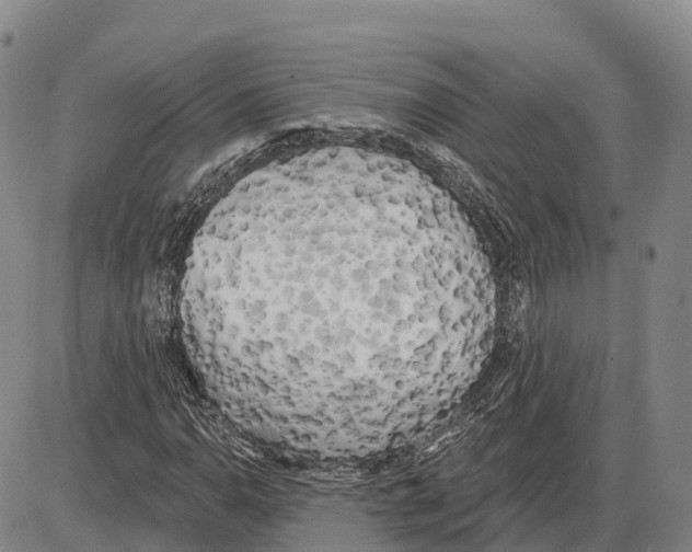 X0000085081110200704021429