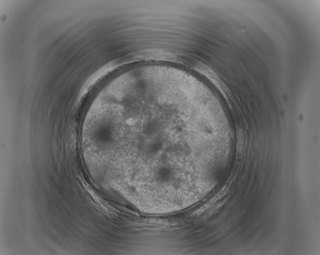 X0000085081115200704021429