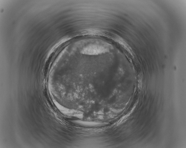 X0000085081117200704021429