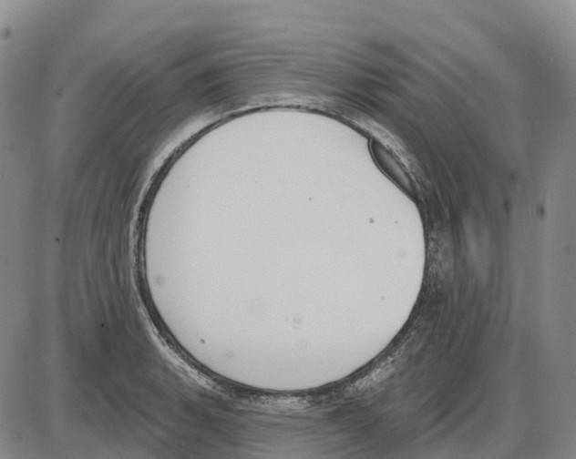 X0000085081135200704021430