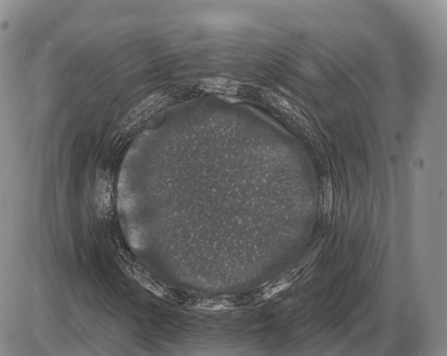 X0000085081154200704021429