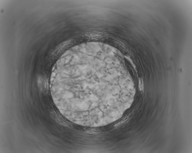 X0000085081155200704021429