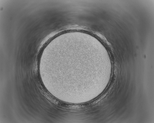 X0000085081167200704021429