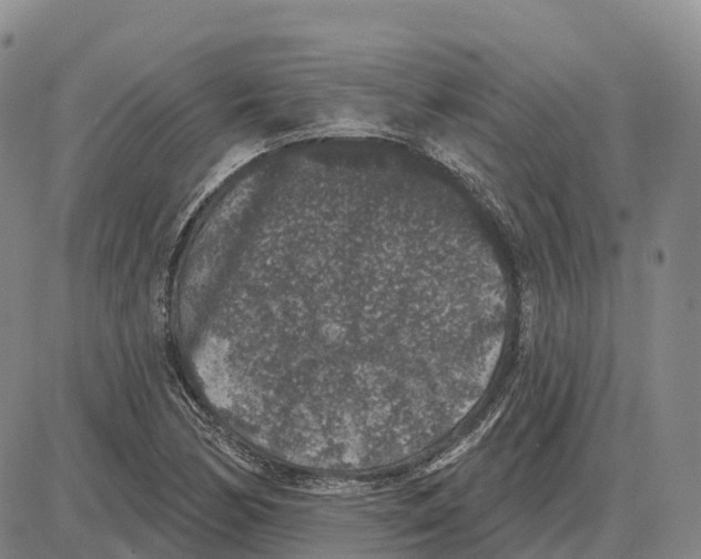 X0000085081170200704021429