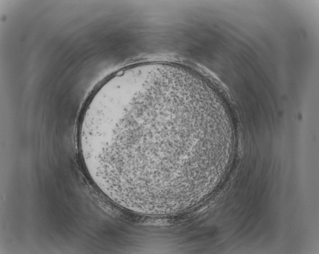 X0000085081174200704021429