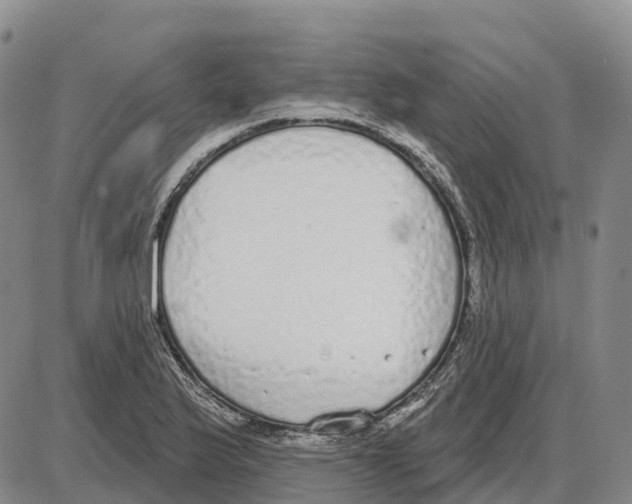 X0000085081175200704021429