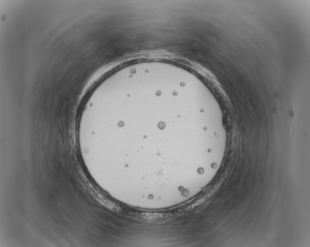 X0000085081176200704021429