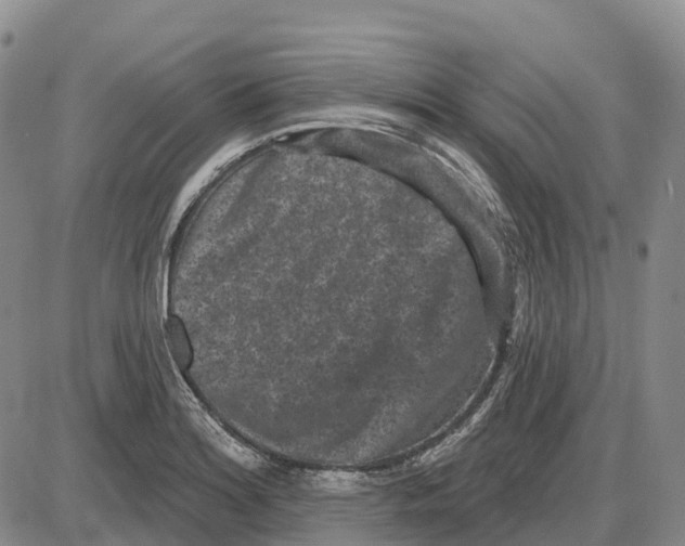 X0000085081180200704021429