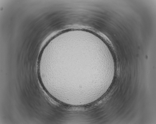 X0000085081183200704021429