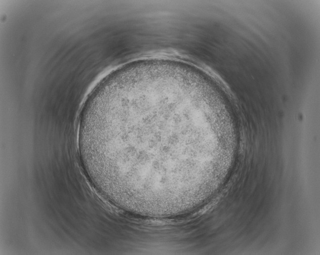 X0000085081224200704021428