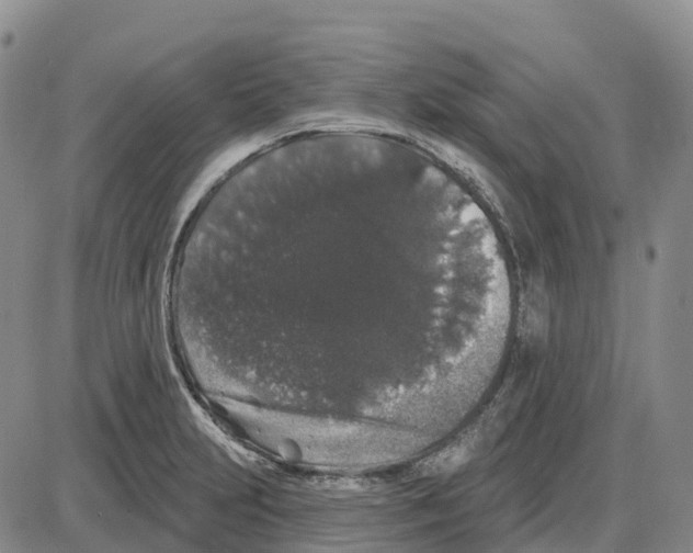 X0000085081231200704021428