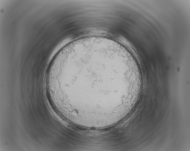 X0000085081235200704021428