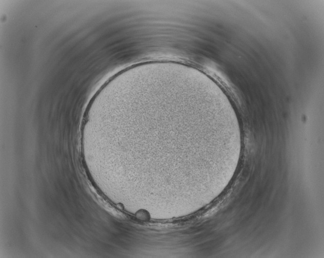 X0000085081236200704021428