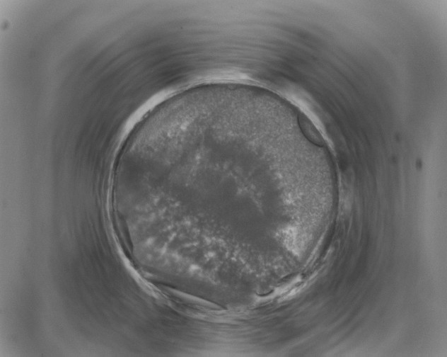 X0000085081245200704021428