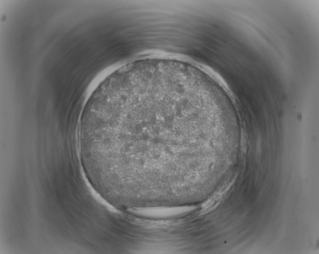 X0000085081247200704021428