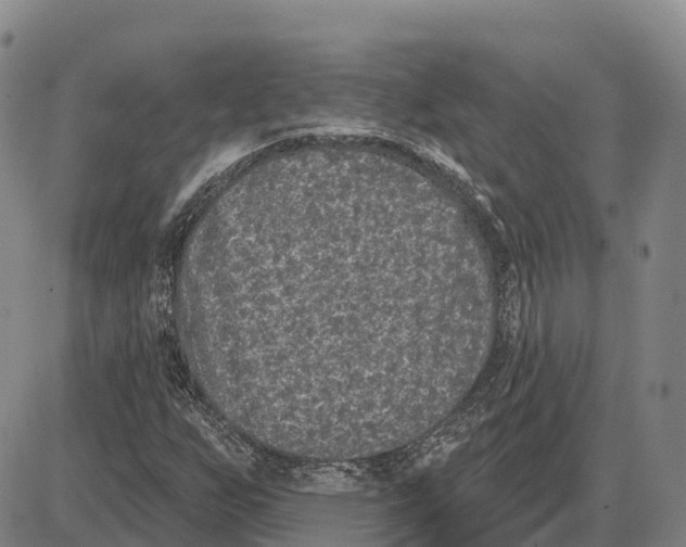 X0000085081255200704021428