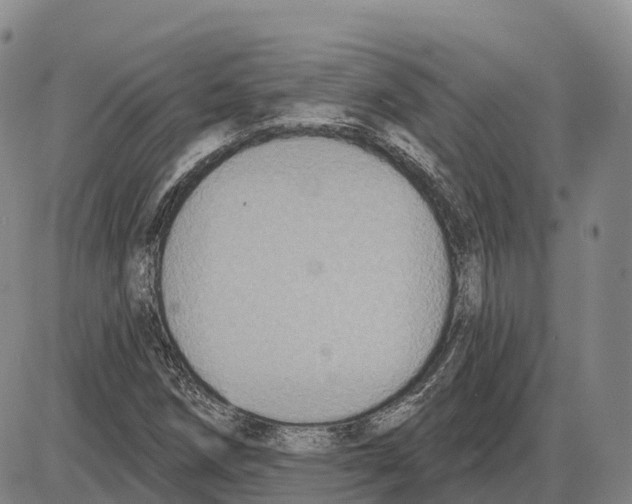 X0000085081258200704021427