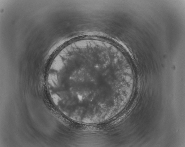 X0000085081263200704021427