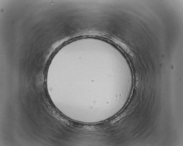 X0000085081264200704021427