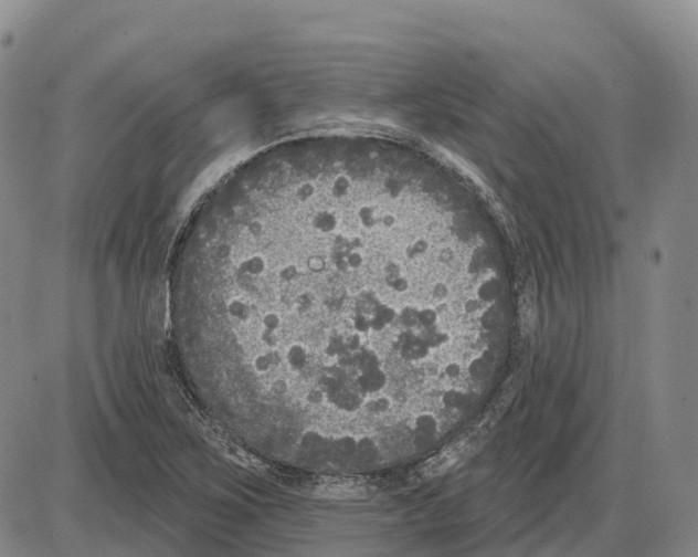 X0000085081267200704021427