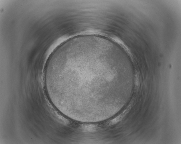 X0000085081278200704021427