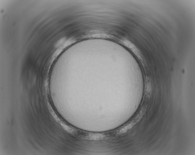 X0000085081282200704021427