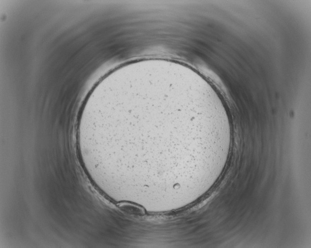 X0000085081288200704021427