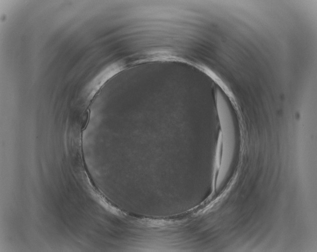 X0000085081289200704021427