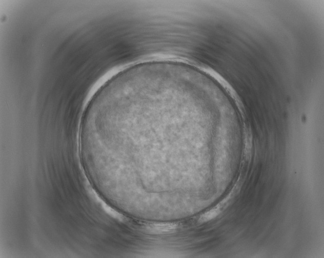 X0000085081294200704021427