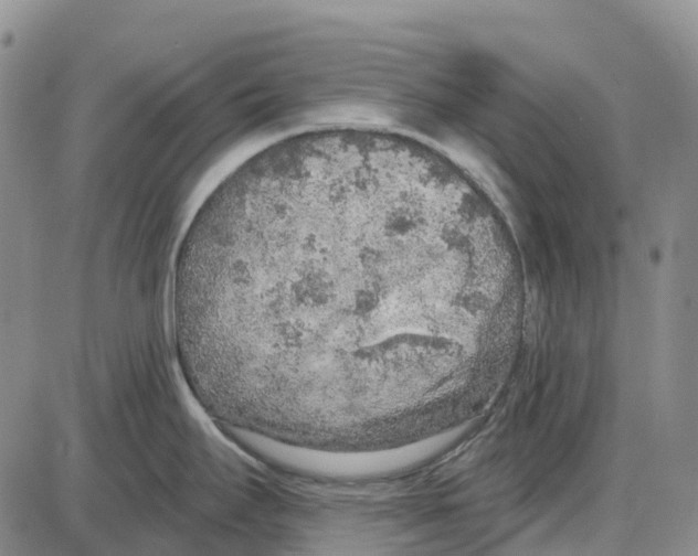 X0000085081295200704021427